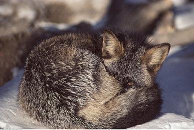 PlayStation官方《怪物猎人：荒野》新实机演示 狩猎“影蜘蛛”